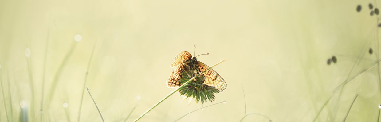 Schmetterling