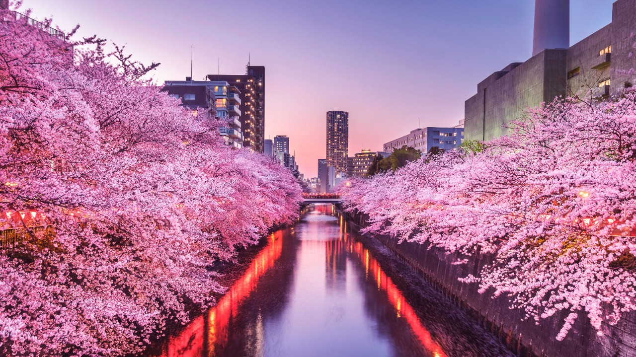 Rosa Kirschblüte in Tokio